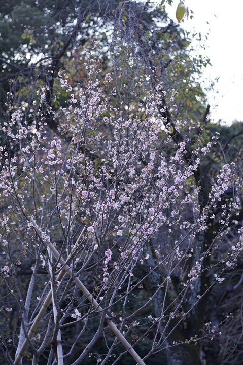 十月桜