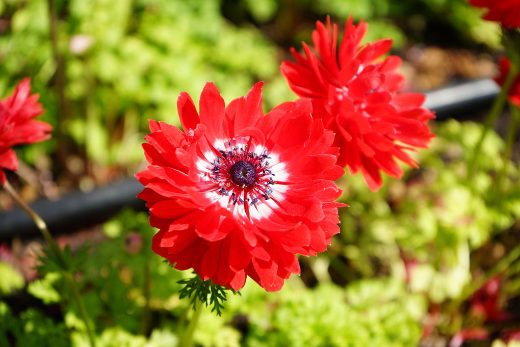 春の花々