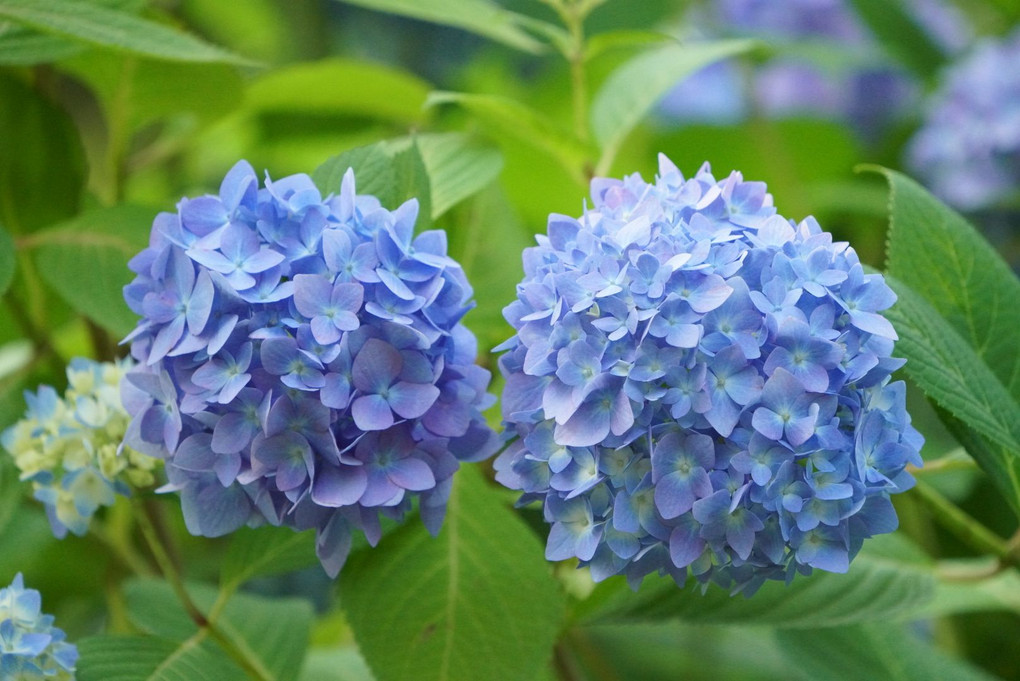 近くの紫陽花