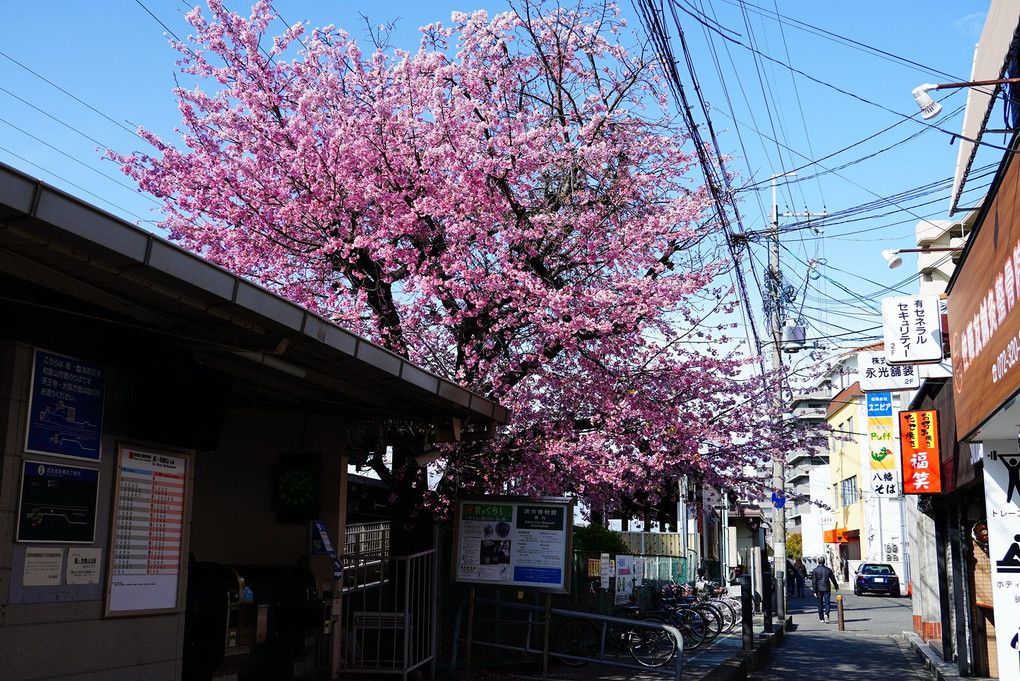 駅と桜