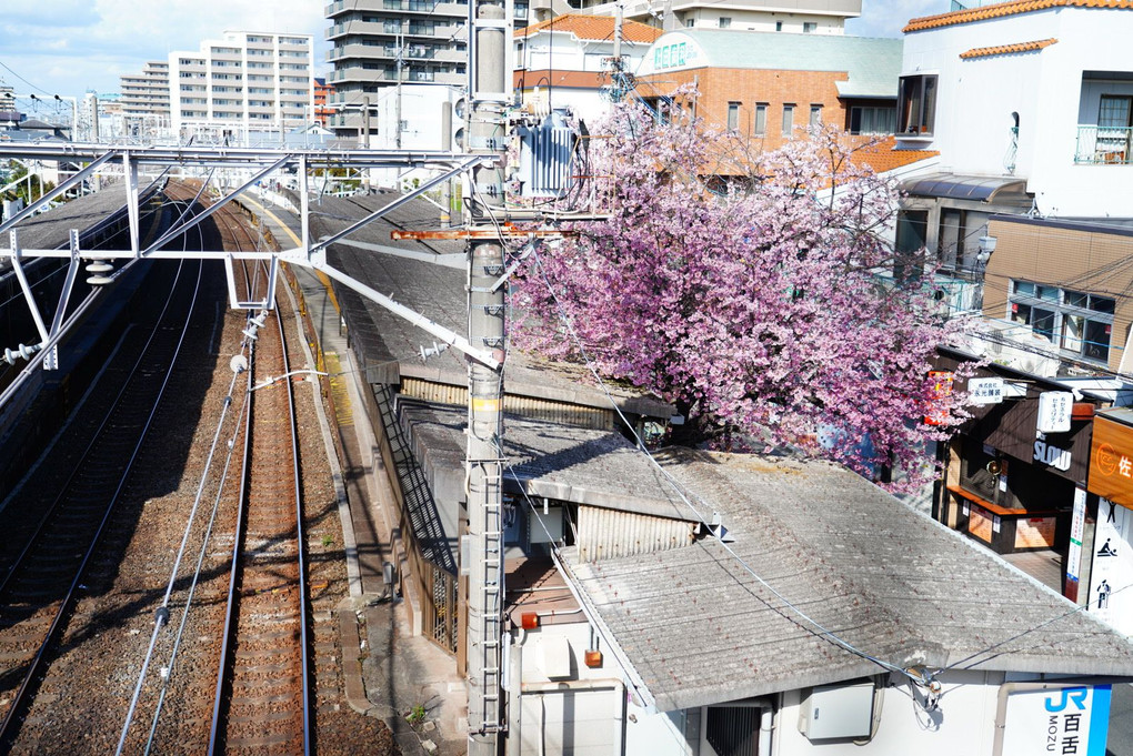 駅と桜