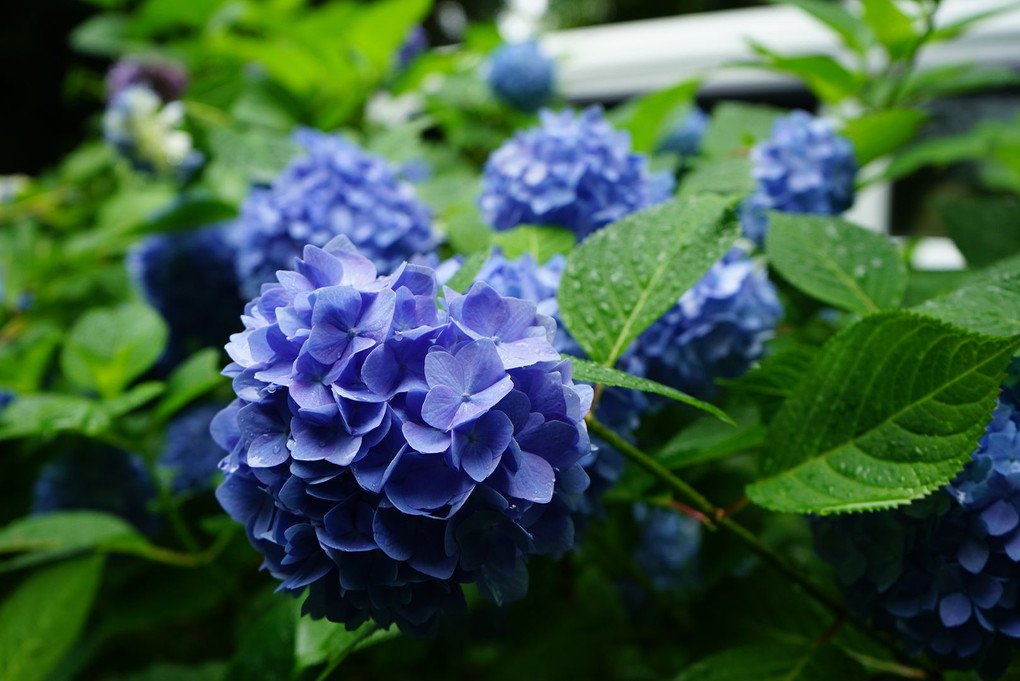 雨の日の紫陽花