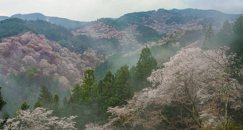 吉野桜