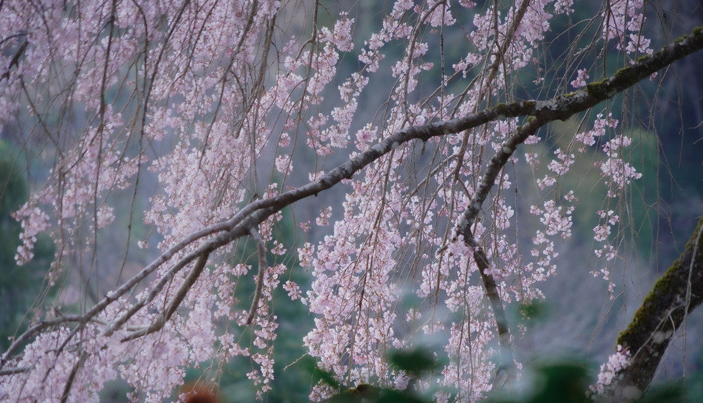 宵桜