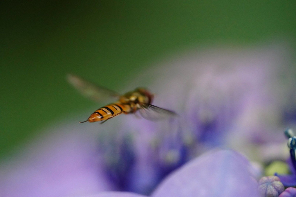 紫陽花に飛んでるアブですがカメラ目線に感謝