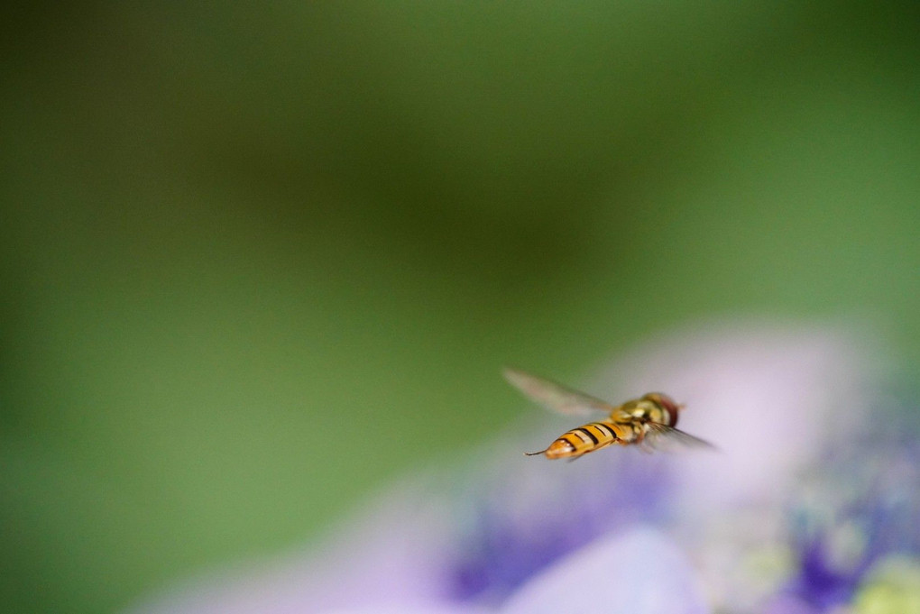 紫陽花に飛んでるアブですがカメラ目線に感謝