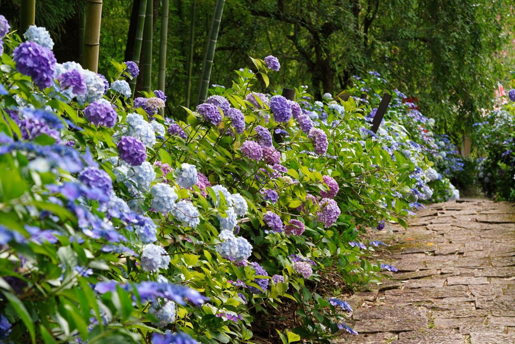 あじさい寺の参道にある休憩所