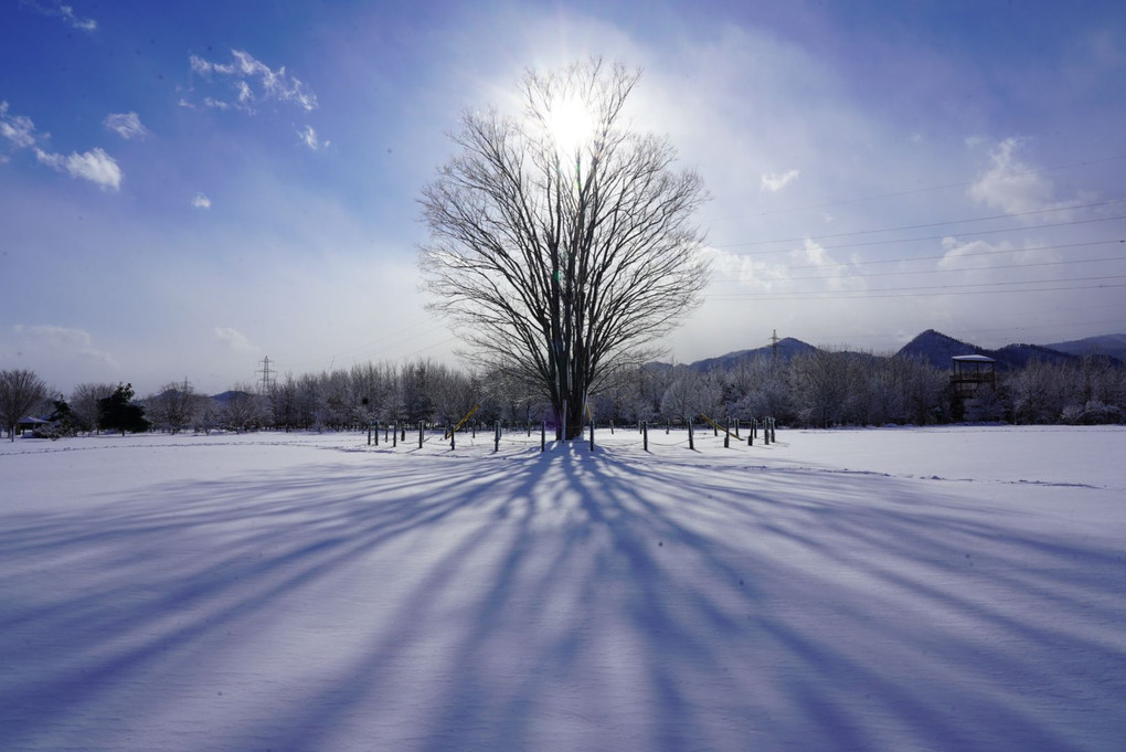 雪原には木の道しるべ