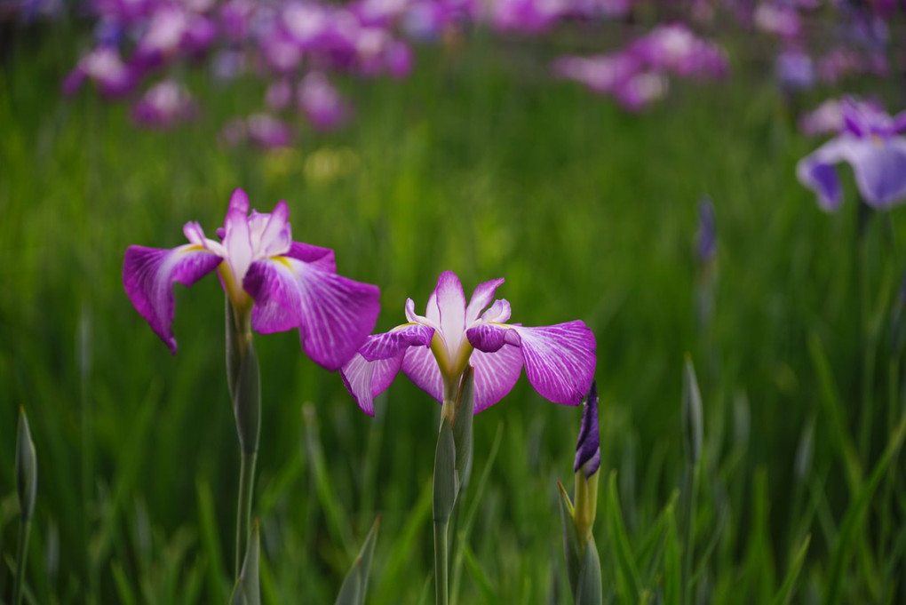 菖蒲（ハナショウブ）