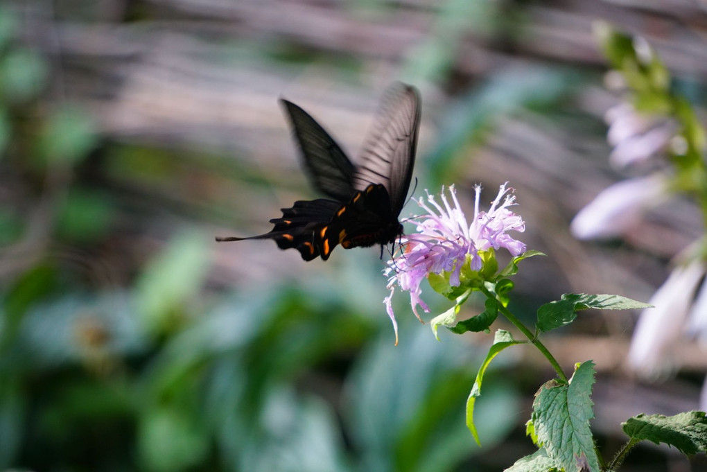 黒い蝶々