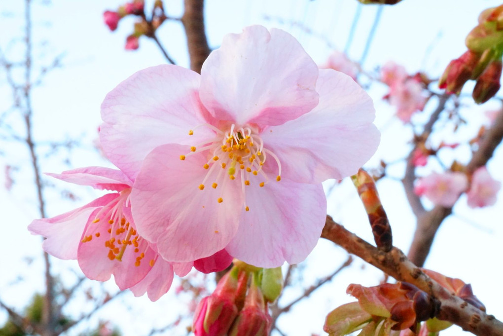 桜、咲いてる。