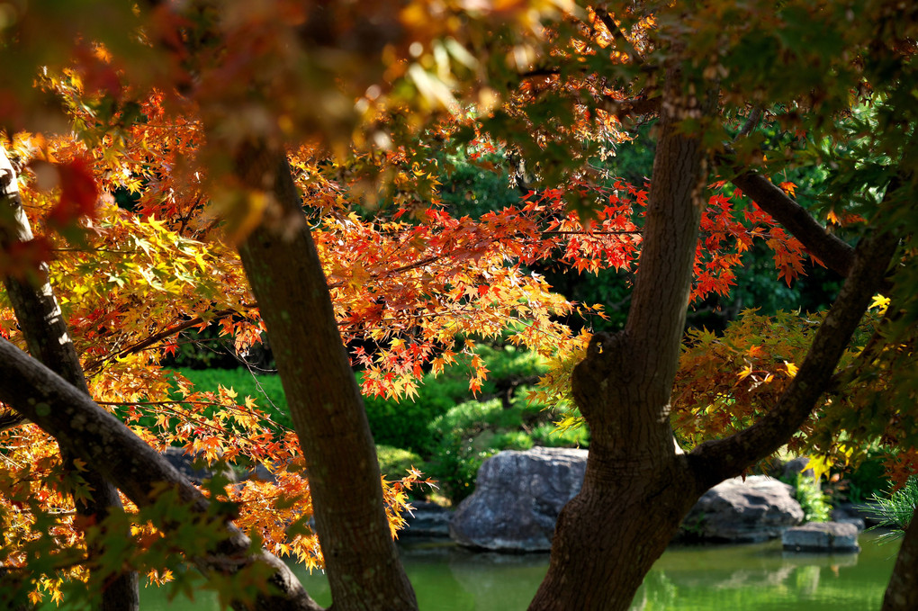 紅葉-日本庭園-