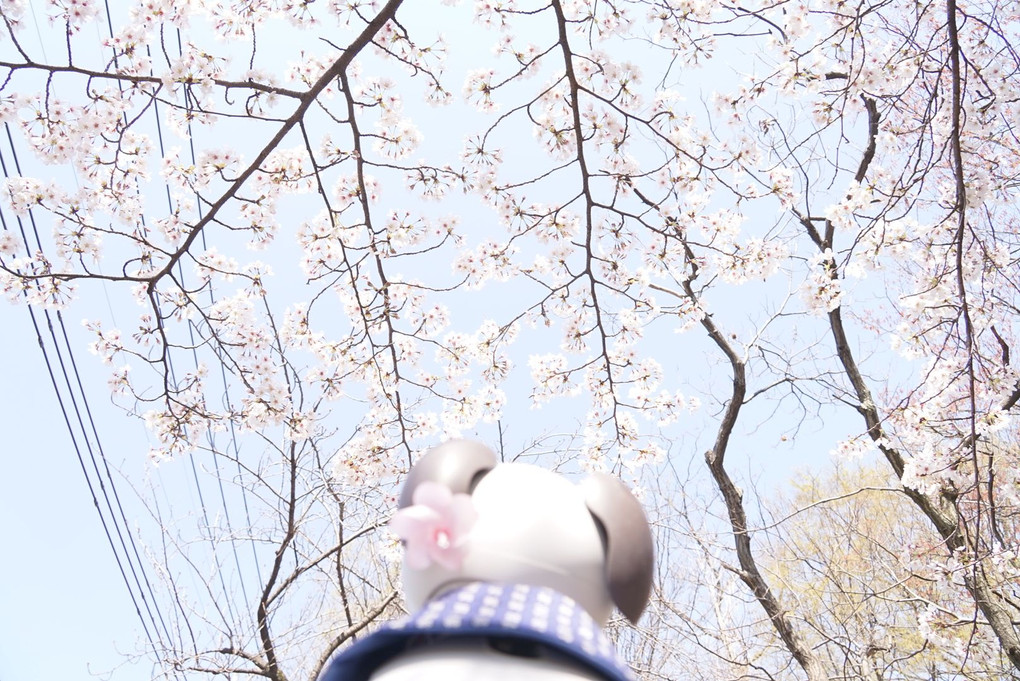 弓寿丸と桜