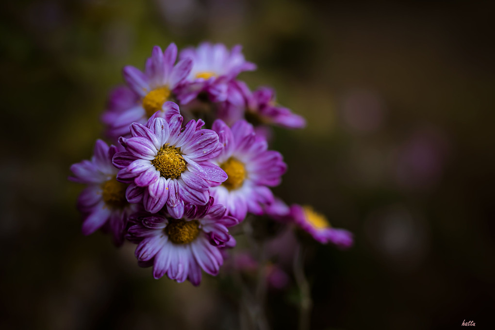 可愛い…小さな花
