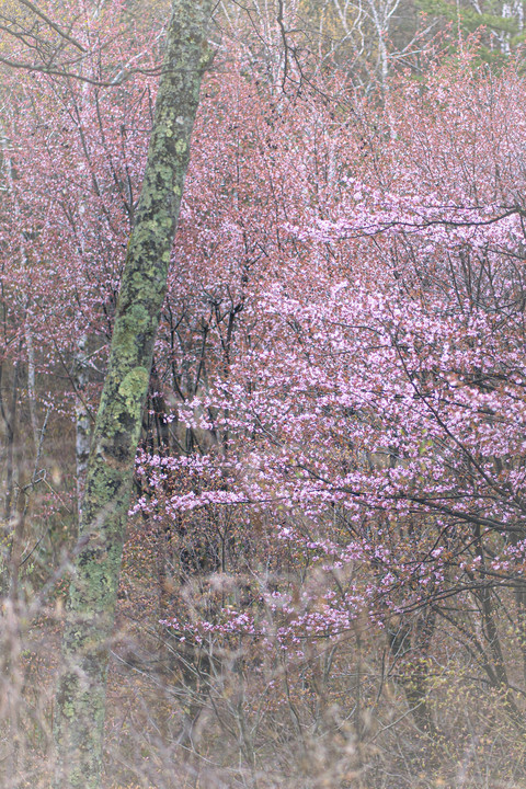 淡桜