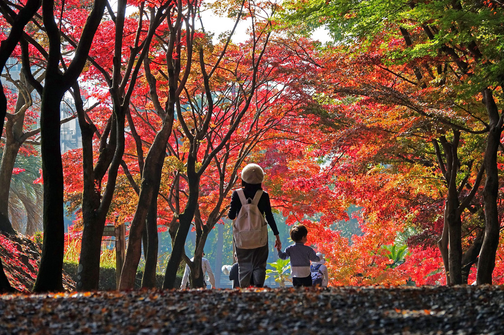 紅葉の中を