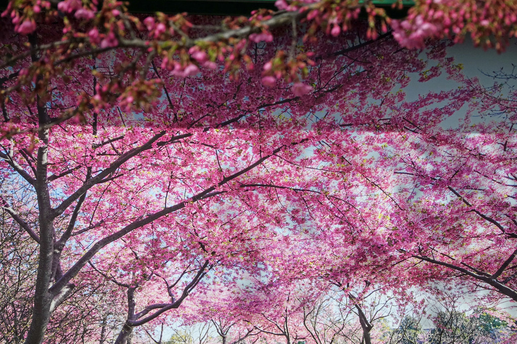 これも桜
