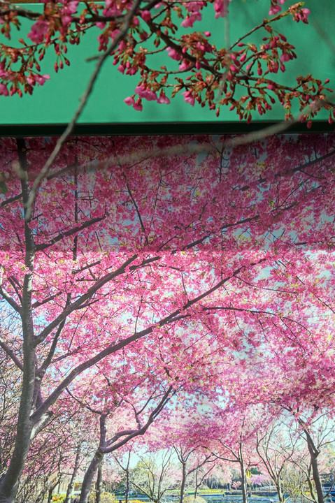 これも桜