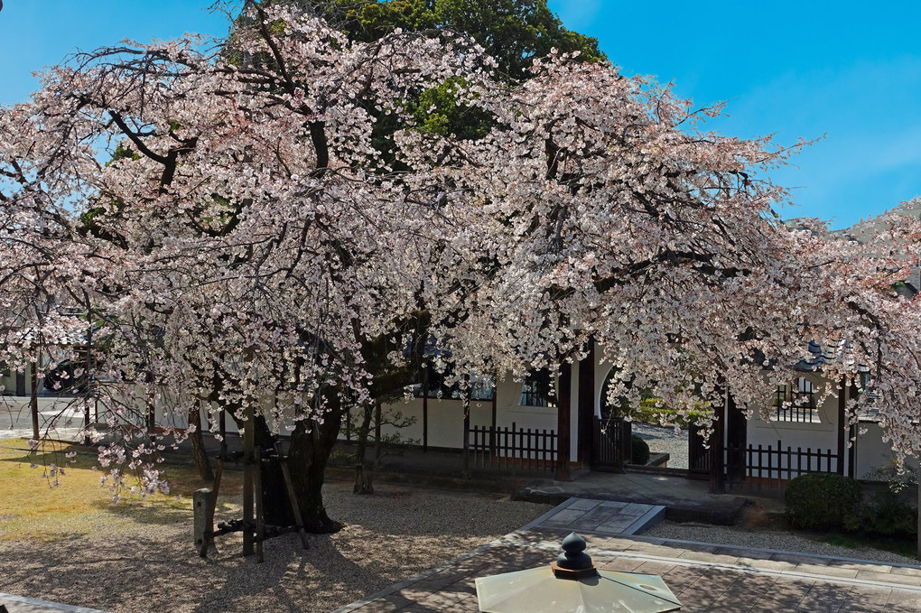 古刹の一本桜