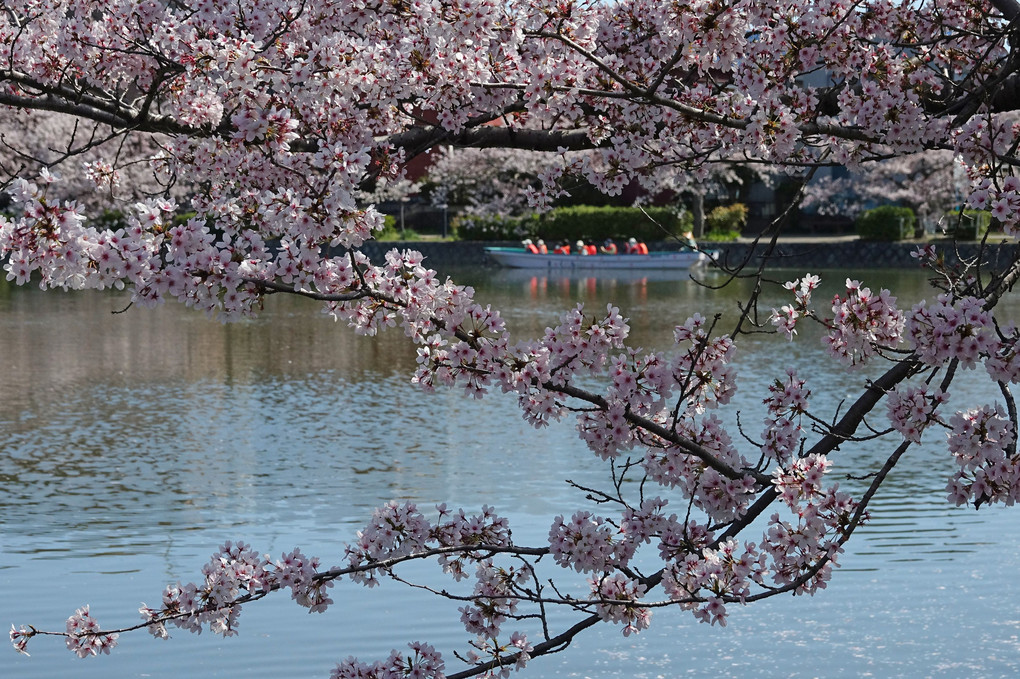 桜の中を行く