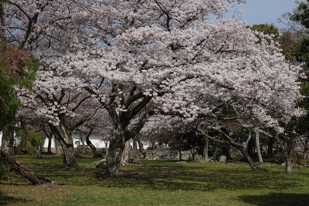 満開の桜の中を