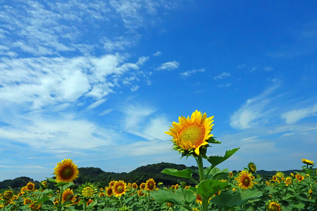 夏空に咲く