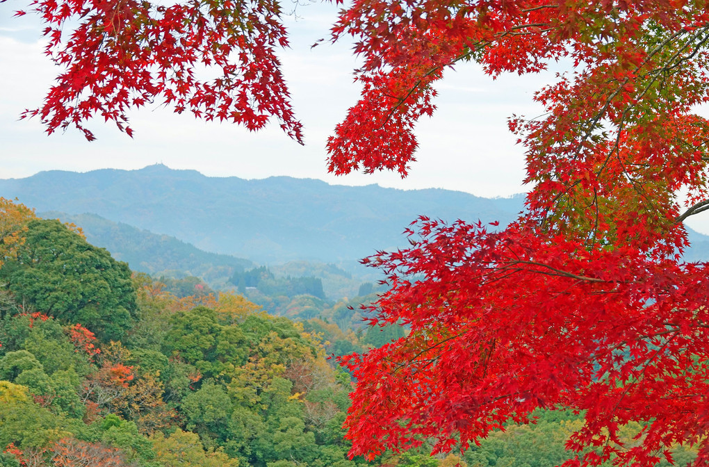 秋麗紅彩