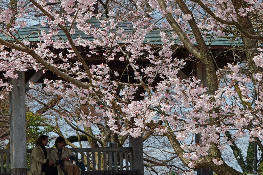 桜、お花見