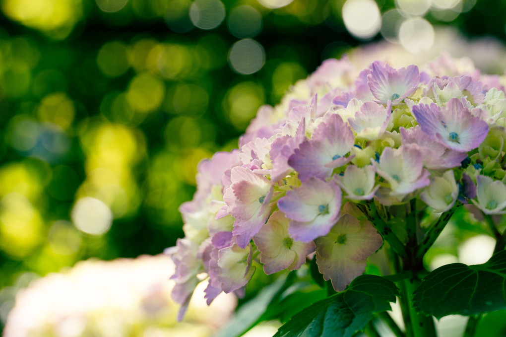 この紫陽花の品種は何でしょうか？