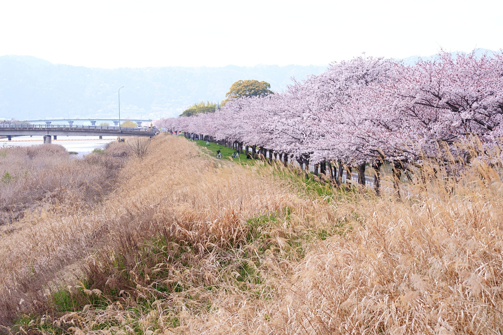 草津川の桜