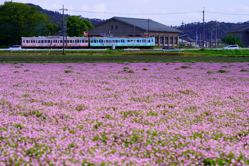 近江鉄道とレンゲ畑