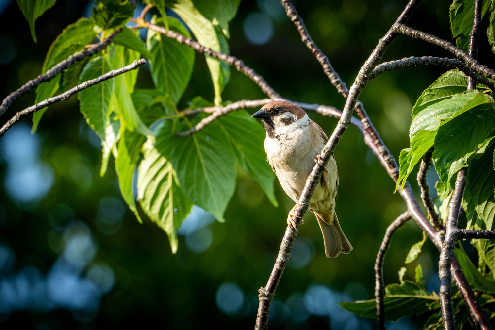 a Sparrow 