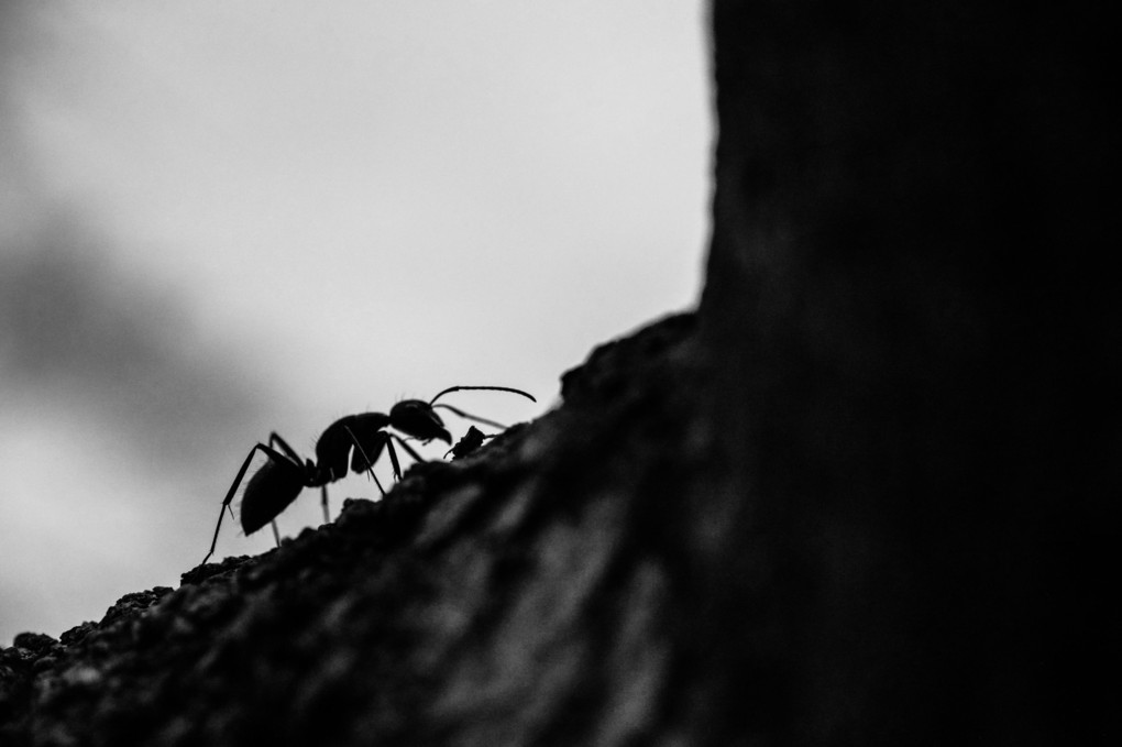 Ant 🐜
