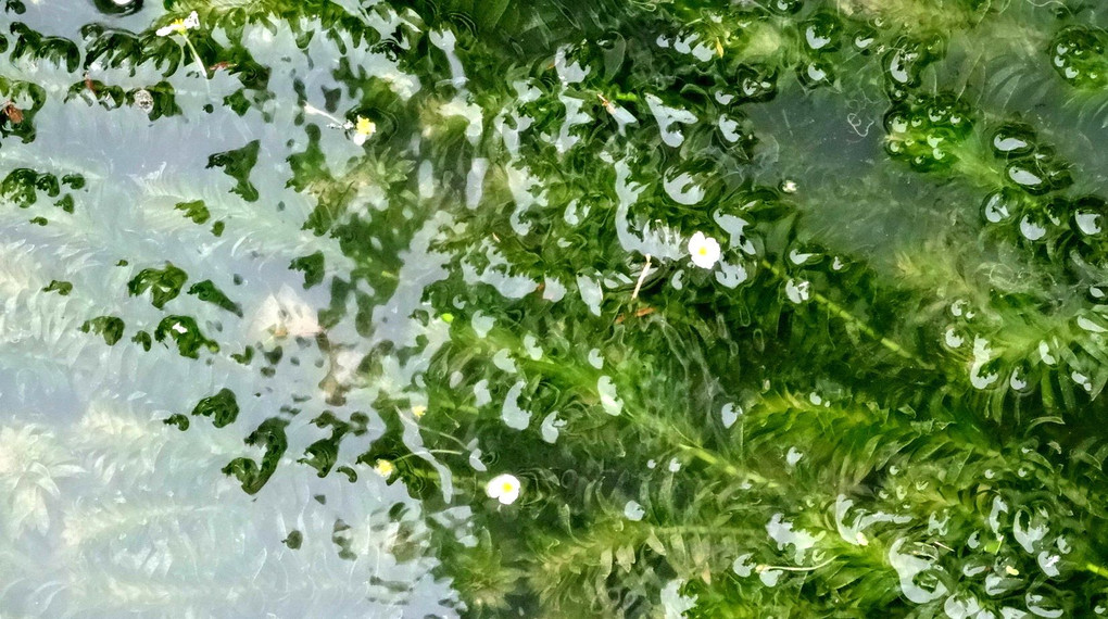 日本一、涼しそうな梅花藻