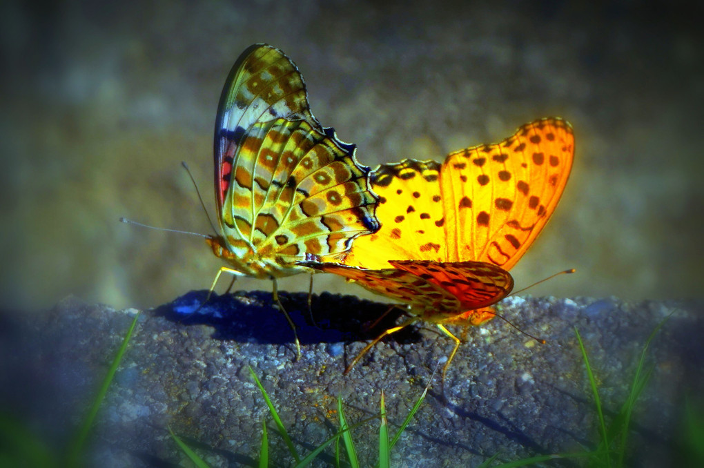 歓喜の舞Ⅱ💛ペアの蝶