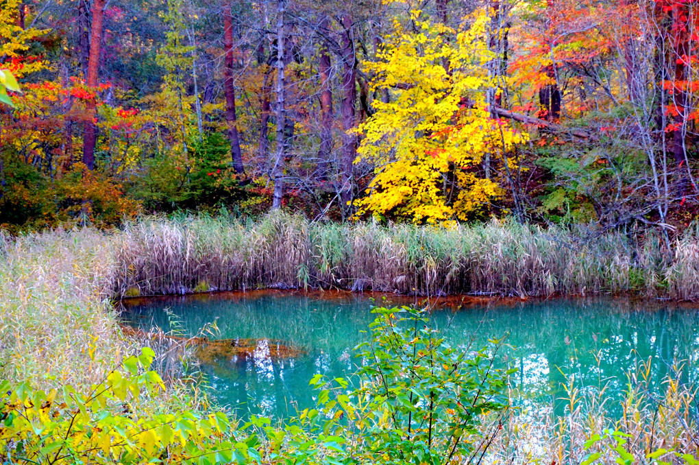 秋の五色沼湖沼群