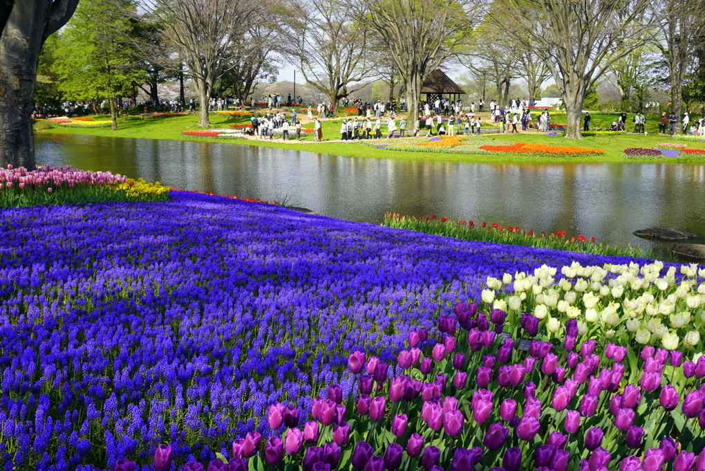 立川昭和記念公園の昼下がり