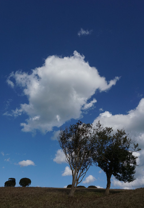 青空と白雲と傾いた木