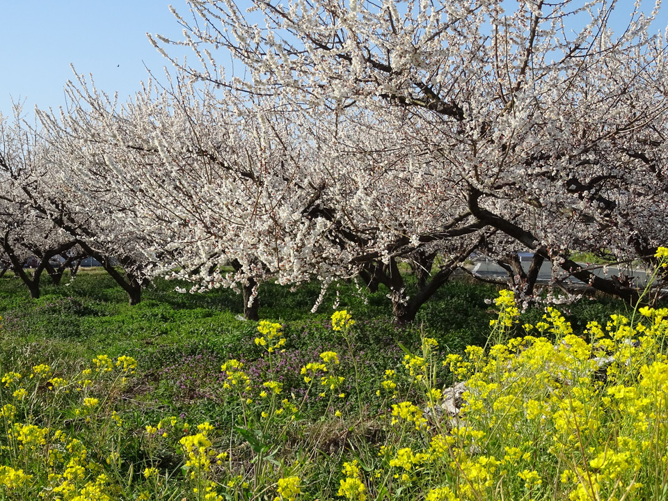 八女市立花町の風景