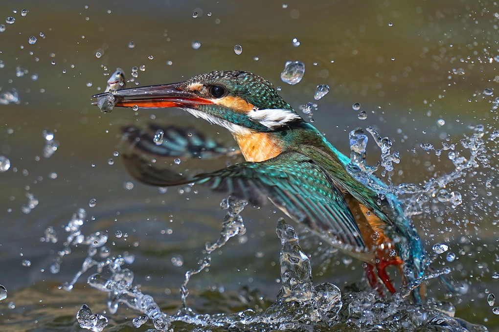 カワセミ