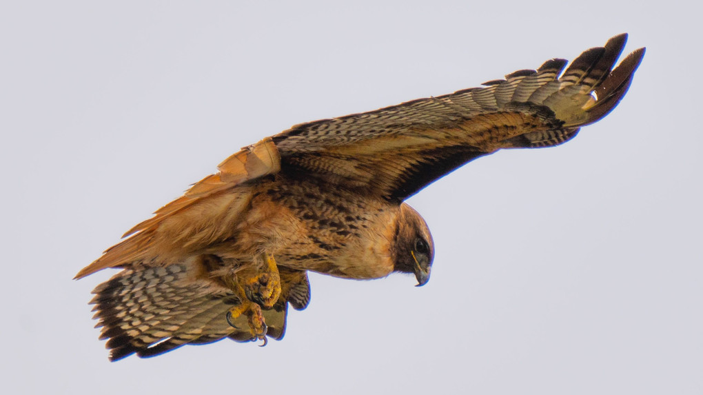 Hawk at Pacifica, California 