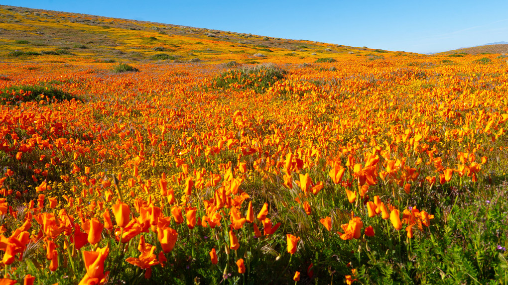 カルフォルニアの春, Wild Flowers