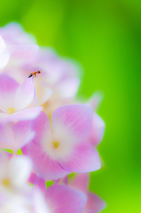 紫陽花　アリの散歩