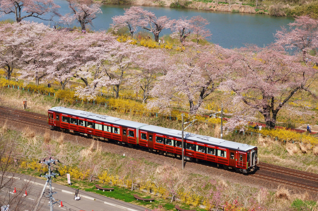 レトロなお花見列車