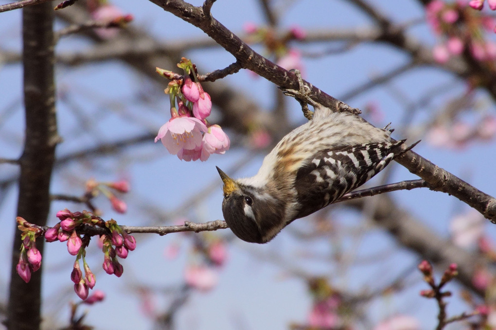 早咲き桜ひとりじめ