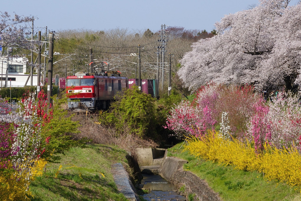～春の共演～ 貨物列車と一目千本桜