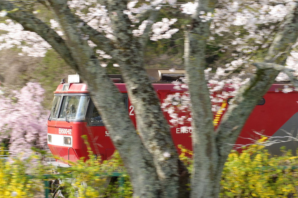 ～春の共演～ 貨物列車と一目千本桜