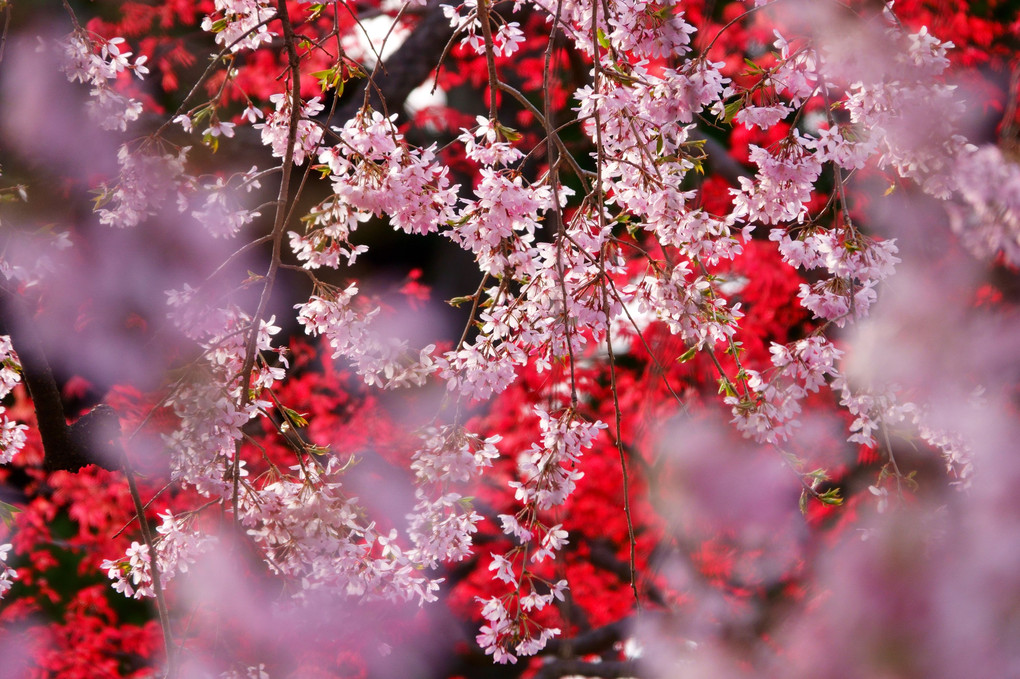 駄菓子さんの枝垂れ桜