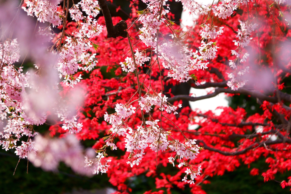 駄菓子さんの枝垂れ桜