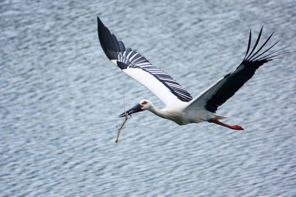 #コウノトリ# 湖面を渡る